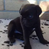 Elvis - Black AKC Male Available Now