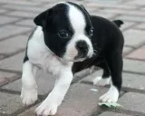Boston Terrier puppies for Sale