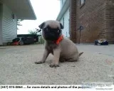 TER-Terrific Adorable Akc Reg Pug Pups for Re-Homing