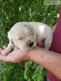 Goldendoodle F1