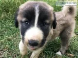 Anatolian Shepherd puppies