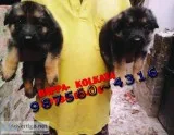Show Quaity GERMAN SHEPHERD Dogs Pets Sale At  PETS HOUSE KOLKAT