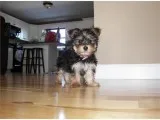pure breed Yorkshire Terrier puppy