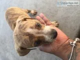 Coonhound (small size)