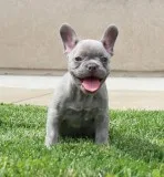 AKC LilacBrindle French Bulldog Puppy Boy (Clay)