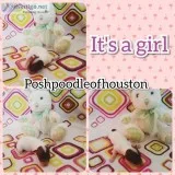 Akc full register toy poodle