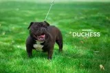 Female American Bully UKC Registered Make Offer