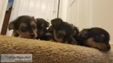 Yorkie Puppies