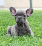 AKC BlueBrindle French Bulldog Puppy Boy (Duke)