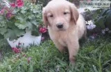 Golden Retriever PUPPIES
