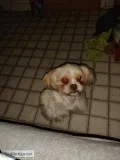 Pure sishtzus
