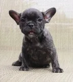 AKC BlueChocoTan Carrier French Bulldog Puppy Girl (Erin)