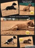 Dogs for sale in Madurai