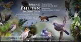 Spring Bhutan Birding Tour