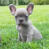 AKC LilacBrindle French Bulldog Puppy Girl (Bria)
