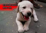Show Quality LABRADOR Dogs Pets Sale At  SALT LAKE CITY