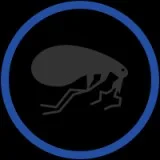 Get professional termite inspection central coast from Australia