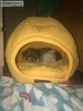 Havanese puppies