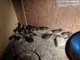 Baby Pearl guineas for sale-4