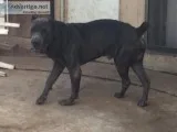 Cane corso mastiff