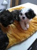 Shih Tzu puppies