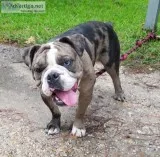 One year old black merle female olde english bulldogge available