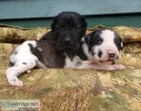 Mastiff