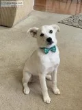 Bassist hound mix
