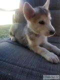 Alaskan MalamuteHusky  puppies for sale
