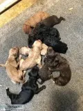 F1b Bernedoodle