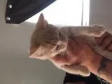 2 kittens for sale to good home