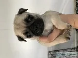 Pugs