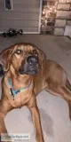 Free dog to good home