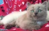 Ragdoll Kittens (TICA reg) Rare mink and sepia