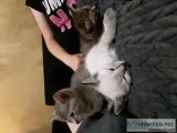 kittens