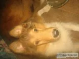 COLLIE PUPPIES AKC LASSIE LOOKALIKES