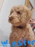 Labradoodle Puppies
