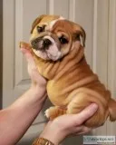 English Bulldog Puppies Ready Now