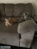 Brother and Sister Tabby&rsquos