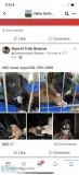AKC Boxer puppiesGerman Bloodlineand Excellent Pedegree