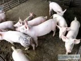 Perfect pigs for BBQING or cochon de lait