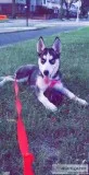 TitleSiberian Husky Puppy 5 months old Needs New Home