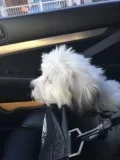 5 Month White Coton de Tulear wblack ear
