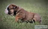 IOEBA OLDE ENGLISH BULLDOGGE PUPS