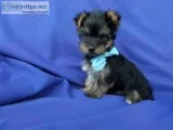 Loving Yorkie Puppies