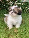 Lulu-Shih tzu pup