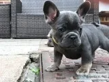 &cent&cent&cent&c entRehoming Wonderful Loving french bulldog pu