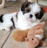 SHIH TZU Puppies  600