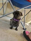 Brindle Pug Puppy