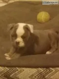 11 week old blue trindle female olde english bulldogge puppy ava